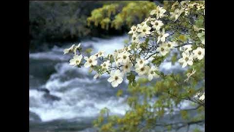 Translation of Surah Quraish into English - ترجمة سورة قريش الى اللغة الانجليزية