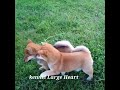 Shiba inu puppies