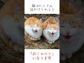 猫に話かけるとどうなるのか分かります☺️【猫の雑学】#shorts #ねこのきもち