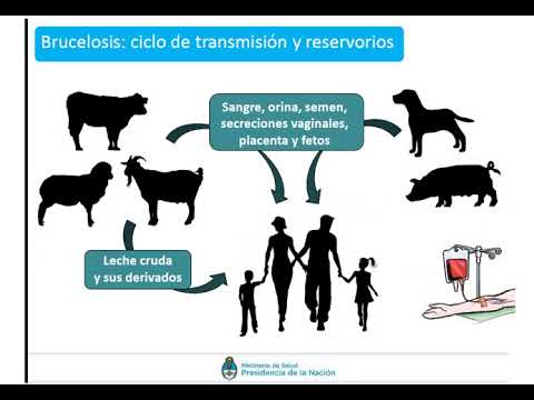 Video: Piel Azul Y Membranas Mucosas En Gatos