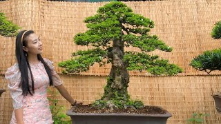 Tập 2: Tới thăm vườn cây của bạn 'Nhỏ Bonsai' mà vườn cây lại toàn 'HÀNG KHỦNG'