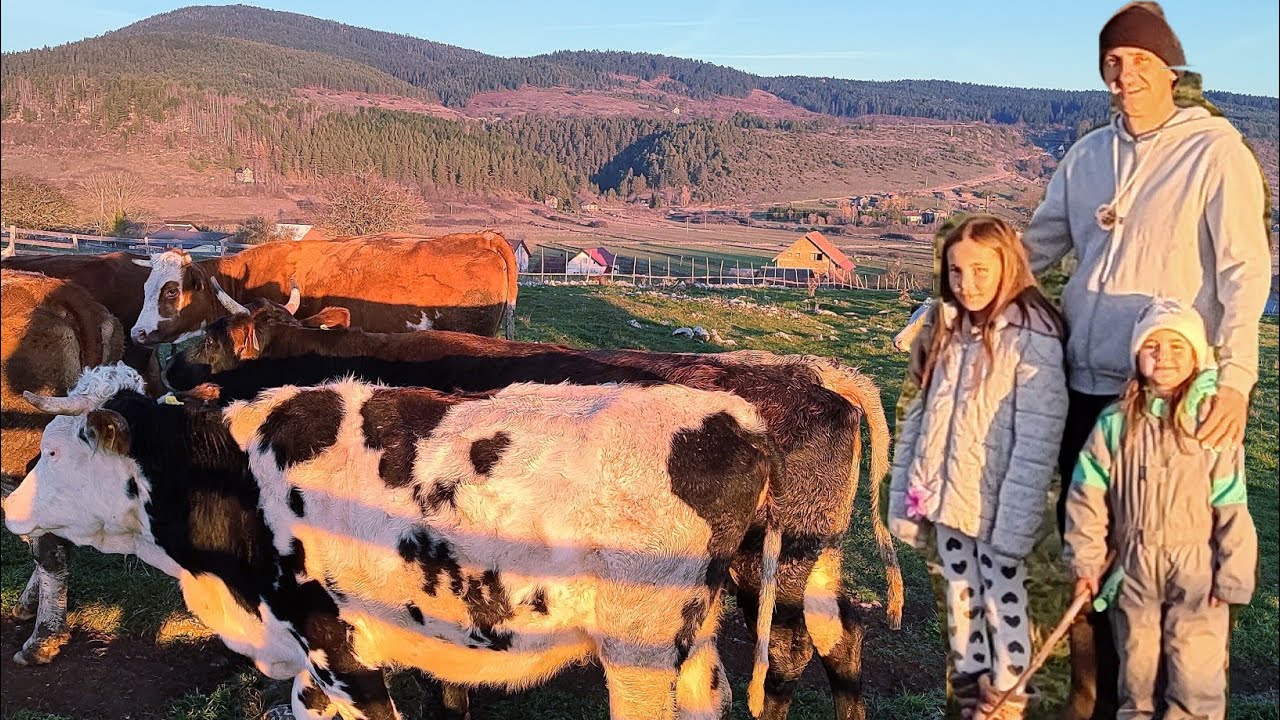 Prica koju vrijedi pogledati.Otac sa svoje dvije male kcerke brinu o farmi krava od muže pa sve...