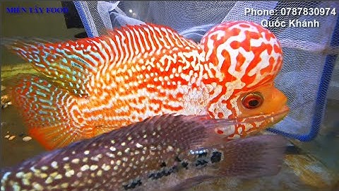 Top Những Con Cá La Hán Đẹp Nhất Thế Giới - Beautiful Flowerhorn Cichlid