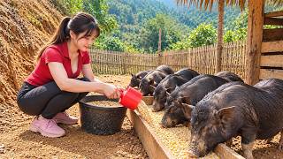Building a Bamboo Fence for the Pig Pen & Taking Care of the Pigs | Farm Life Building a Bamboo Fence for the Pig Pen & Taking Care of the Pigs | Farm Life
