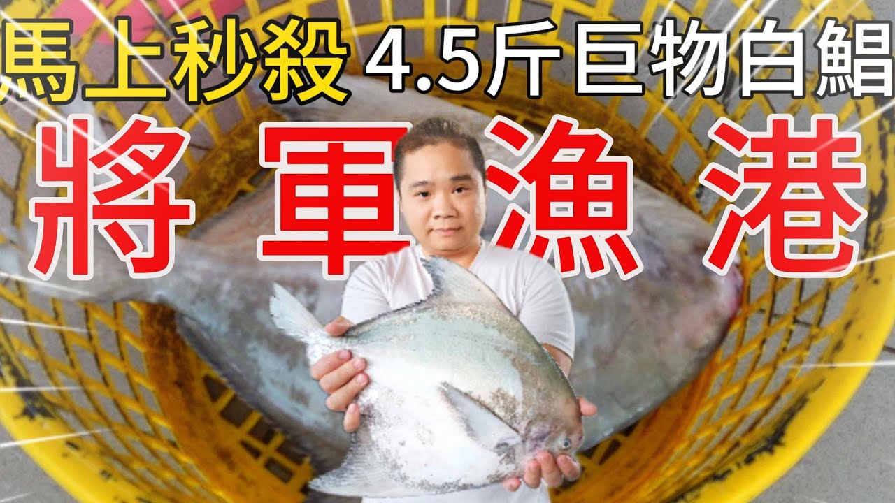 台南將軍漁港丨巨大白鯧直接秒殺全部收走丨今日巨貨大爆發你看過這些魚嗎?