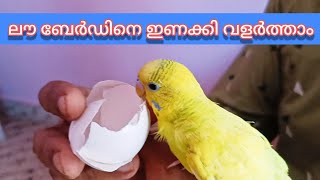 Love Bird eating Egg shell