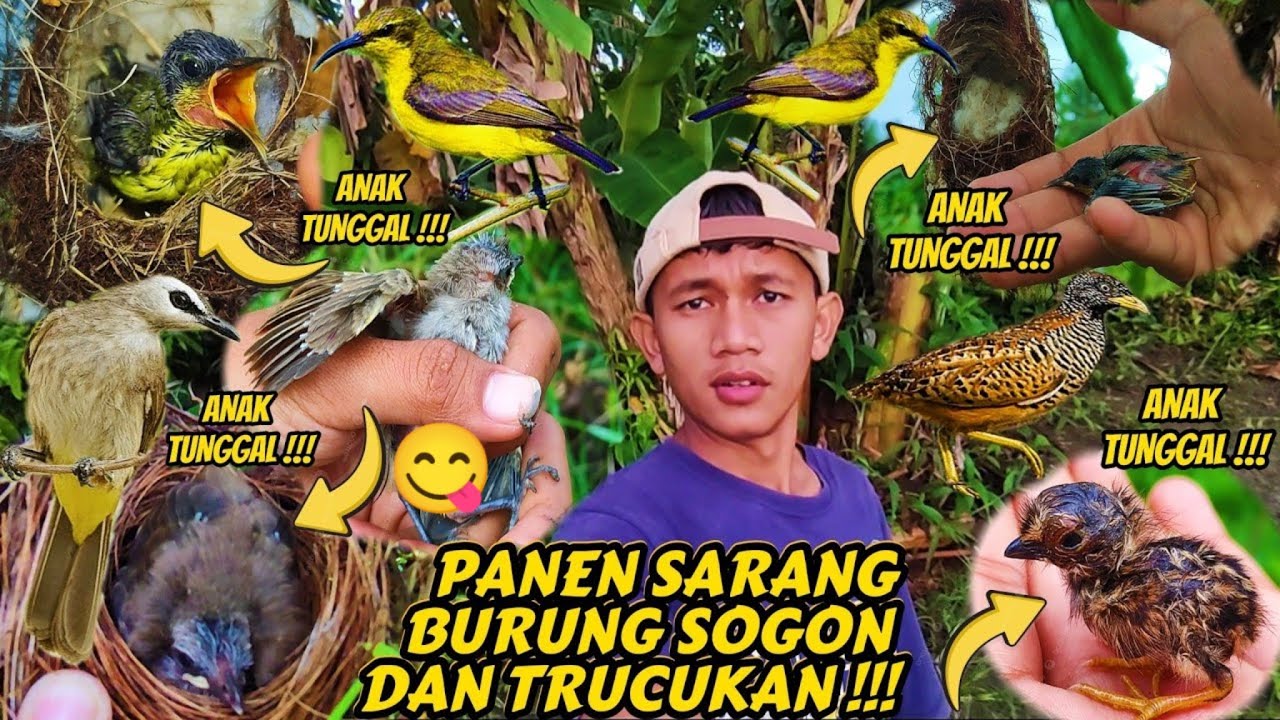 Сбор птичьих гнёзд в Согоне и Трукукане || В поисках птичьих гнёзд ‼️