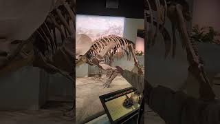 Field Museum 3