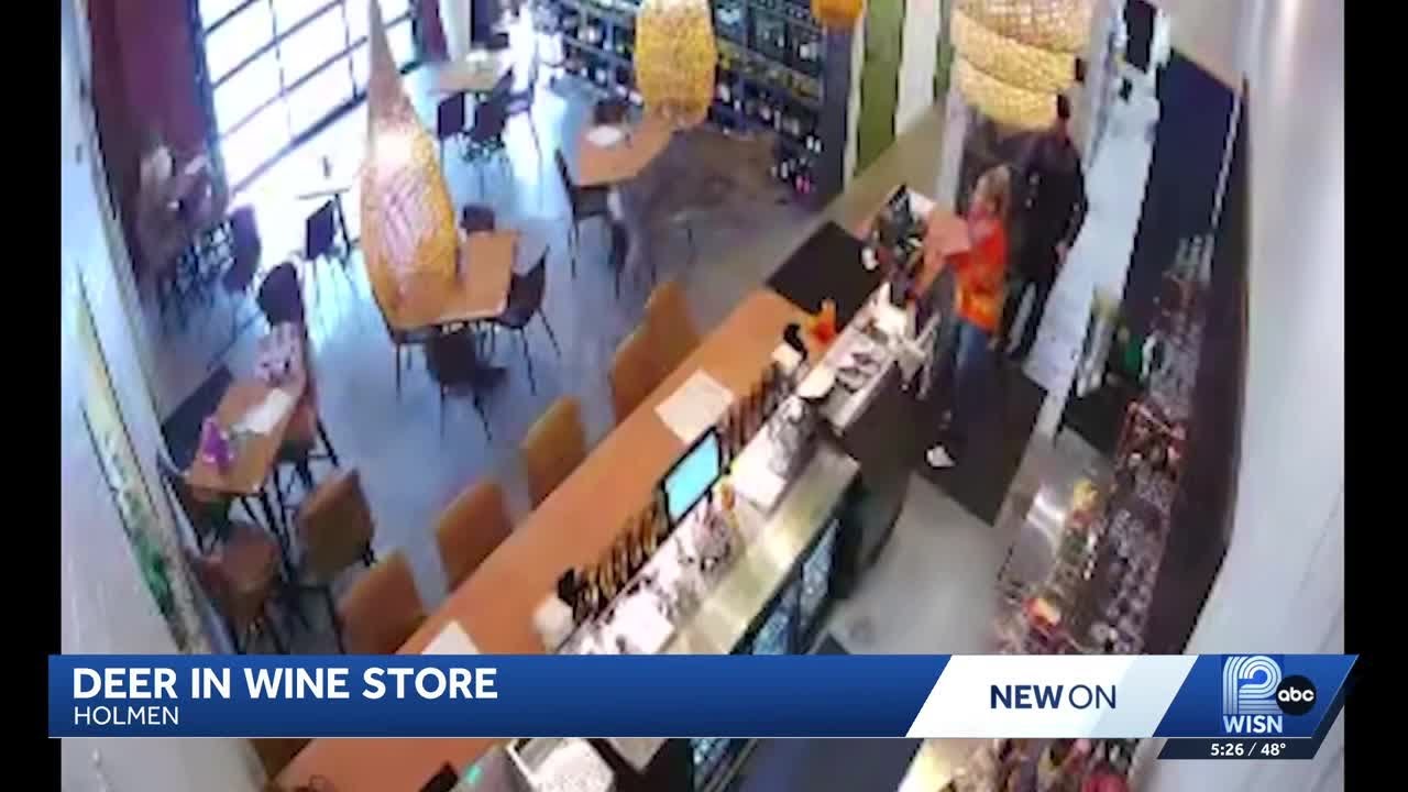 Deer slams into Wisconsin wine store