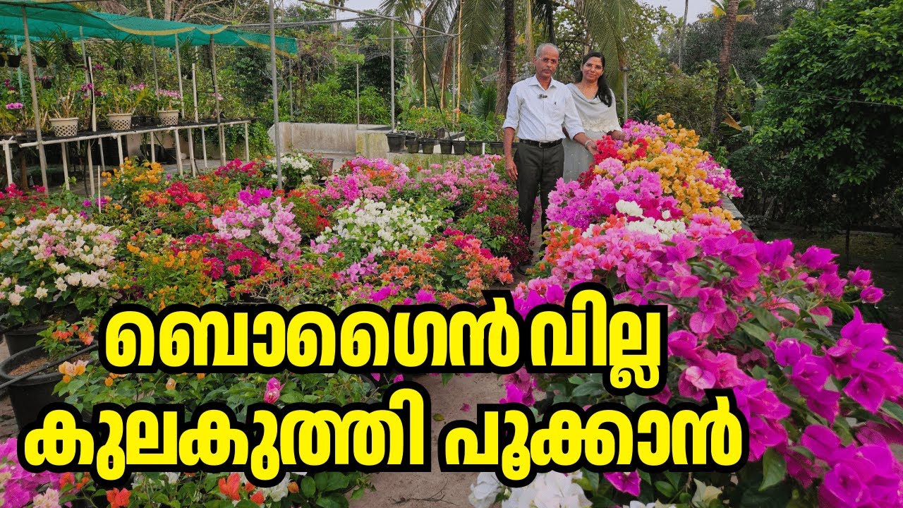 നിങ്ങളുടെ ബൊഗൈൻവില്ല  പൂക്കുന്നില്ലേ? ഈ തെറ്റുകൾ ഒഴിവാക്കാം