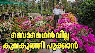 Your Bougainvillea Is Not Blooming? Avoid These Mistakes
