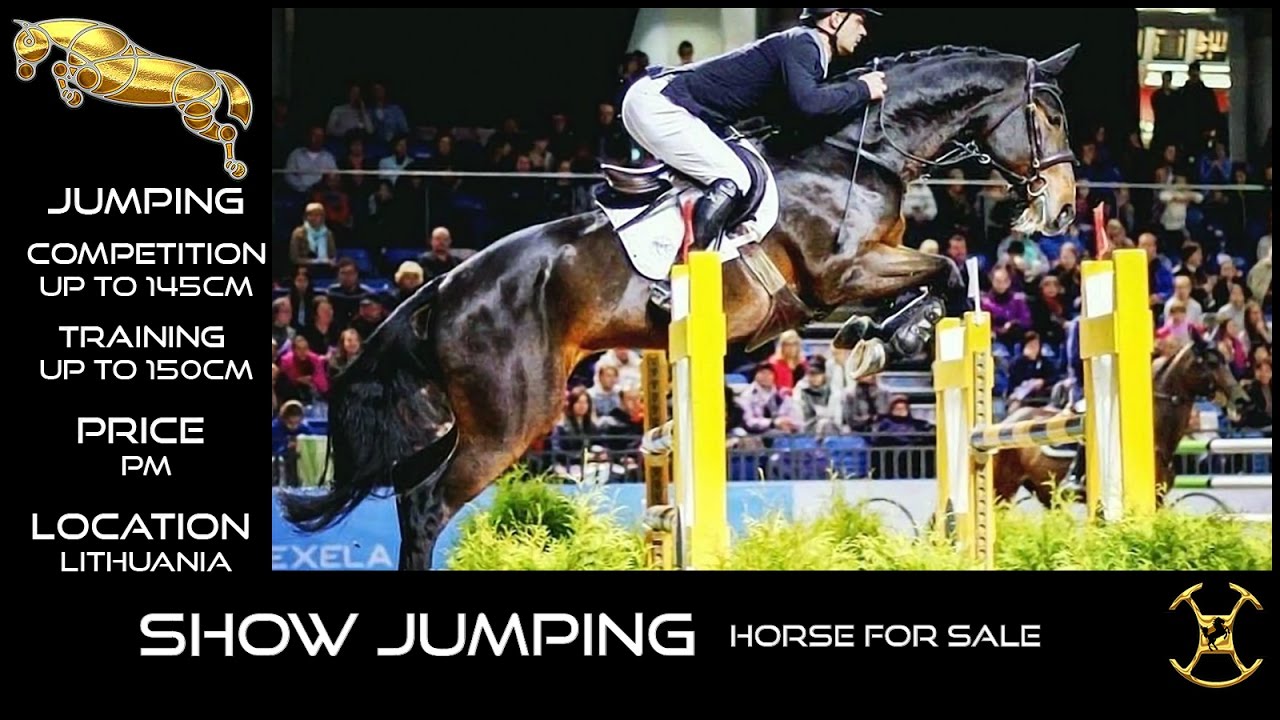 SHOW JUMPING horse for sale (NR-LT0003)