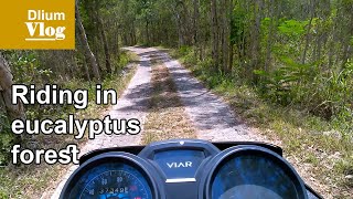 Riding in the eucalyptus forest