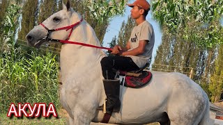 АКУЛА. Күлүк  тез. АТ  Асамидинден Чыкты 
