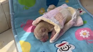 My Daughter Brought Home a Newborn Puppy — What Happened Next Melted My Heart