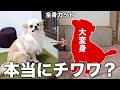 愛犬が生まれて初めて”全身カット”したら犬種が変わりましたw【チワワのシナモン】