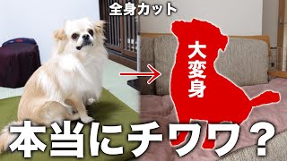 My dog ​​had his first full body haircut and now his breed has