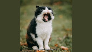 Suara Kucing Berantem Lucu