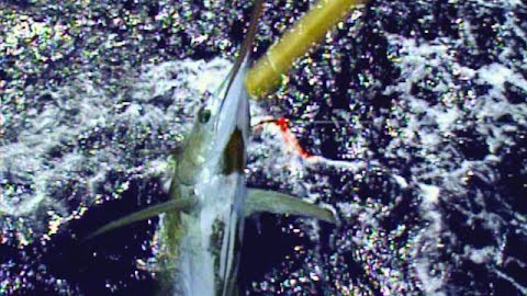 Marlin Mayhem: Maui, Part 1