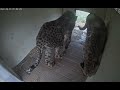 #CheetahCubdate 16: Nose-to-Nose with the Camera