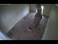 #CheetahCubdate 16: Nose-to-Nose with the Camera