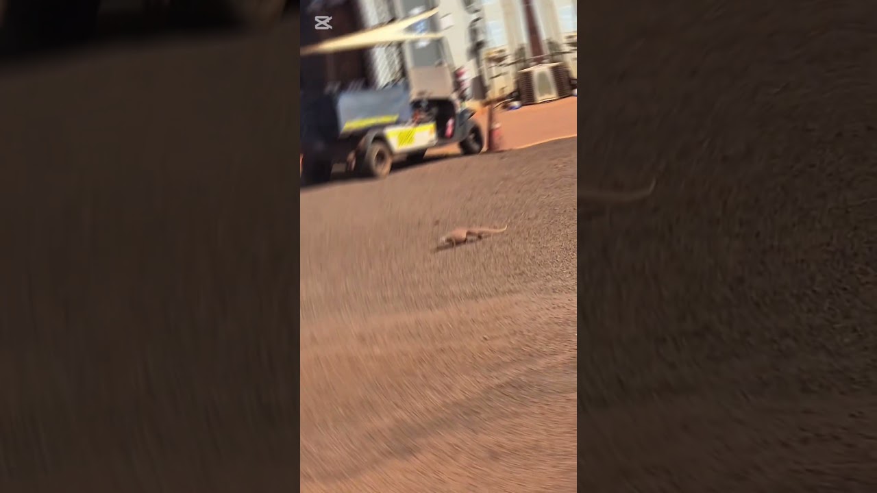 Big lizard taking a walk