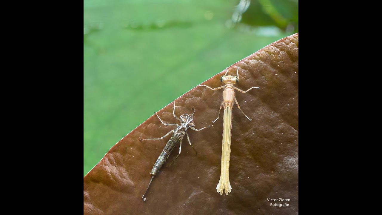 Birth of a damselfly (Ischnura elegans).