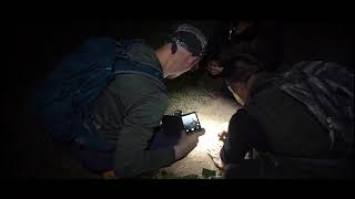 Krait Bungarus Fasciatus With Lampalampaindonesia