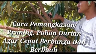 Cara Pemangkasan/Pruning. Pohon Durian Agar Cepat Berbunga Dan Berbuah. #durian