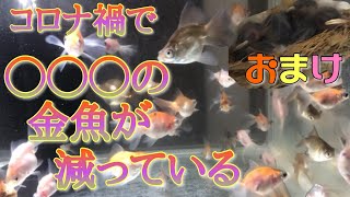 コロナ禍により◯◯◯の金魚が激減!?金魚界衰退の危機の中、俺たち金魚好きはどうする？