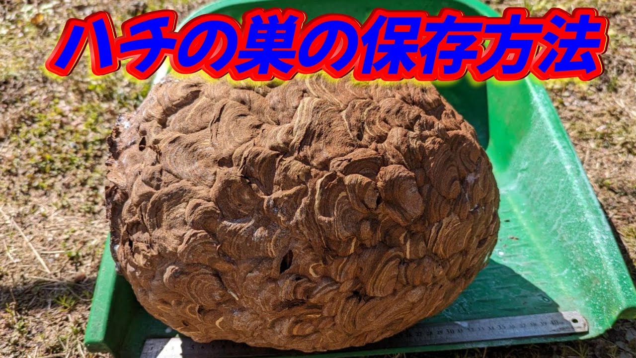 How to preserve a beehive 🍯Hachigori🐝🦍TV - YouTube