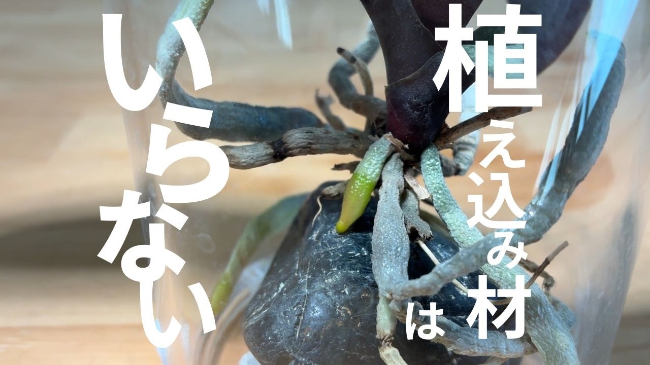 胡蝶蘭】植え込み材無しで1年経過の原種シレリアナ - YouTube