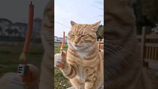 Don cat 🫢🤣🤣 #funny #cat #comedy #trending #youtubeshorts #shorts #shortvideo