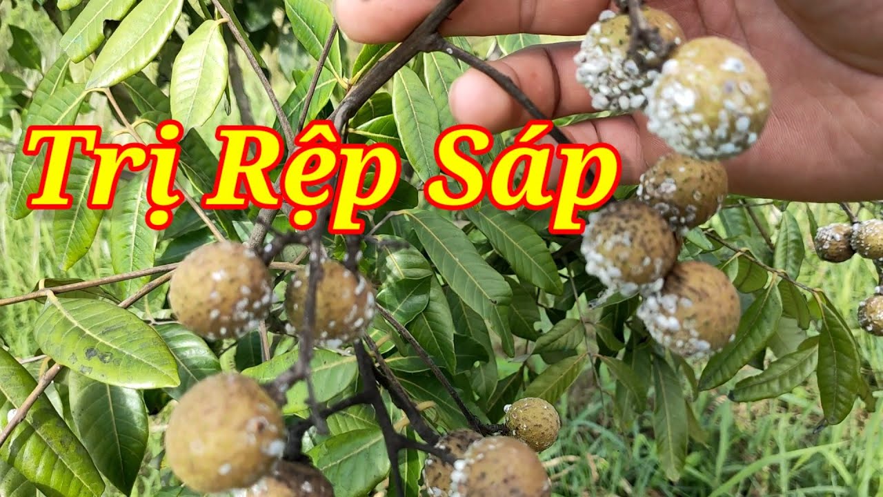 Cách Phòng & Diệt Rệp Sáp Không Cần Dùng Thuốc Trừ Sâu