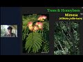 Trees & Honeybees - Mimosa