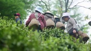 How Anji White Tea is produced?