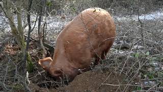 Knepp Wildland Safaris Tamworth Pig