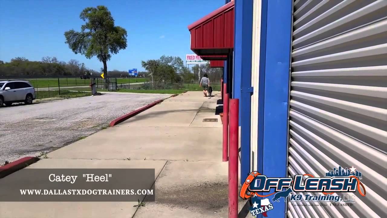 Teaching the Heel | Dallas Best Dog Training | Danny's Pack Dog Training and Behavior Solutions