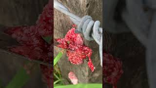 Make sure to CRUSH these eggs! #satisfying #egg #snail