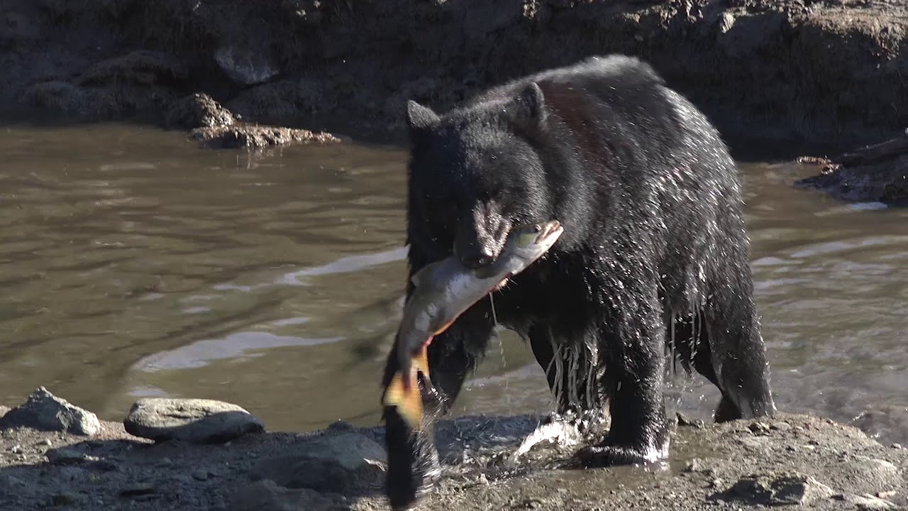 Bear catches King Salmon YouTube