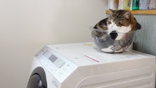 洗濯機の上で液体になったらいっぱい揺れちゃうねこ。-Liquid Maru on the washing machine.-