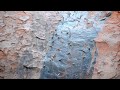 Amadina in Uluru / Амадины в Улуру