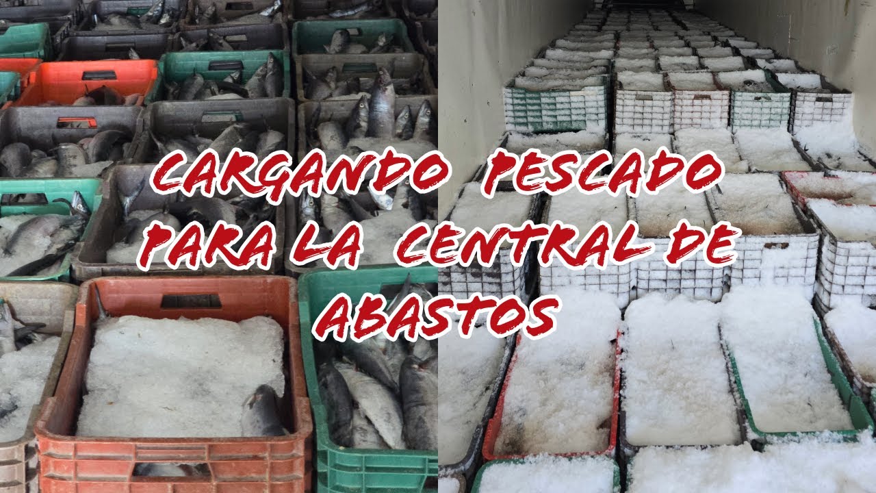 CARGANDO + DE 35 TONELADAS DE PESCADO!!!