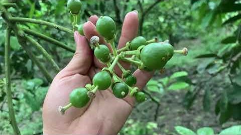 Vườn bưởi sai quả nhất.bưởi Xuân vân #freesky