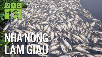 Sai sót lớn khiến cá ngộ độc, chết hàng loạt | VTC16