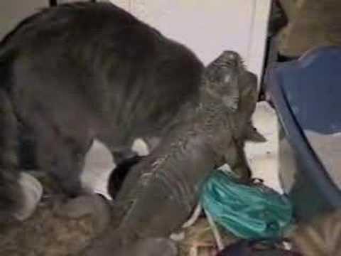 "Food Feud" starring Mary the Iguana & Milo the Cat