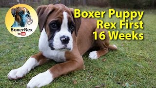 SO CUTE Boxer Puppy Rex First 16 Weeks ❤️ From Breeder To Home