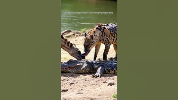 Linh cẩu nhai cá sấu