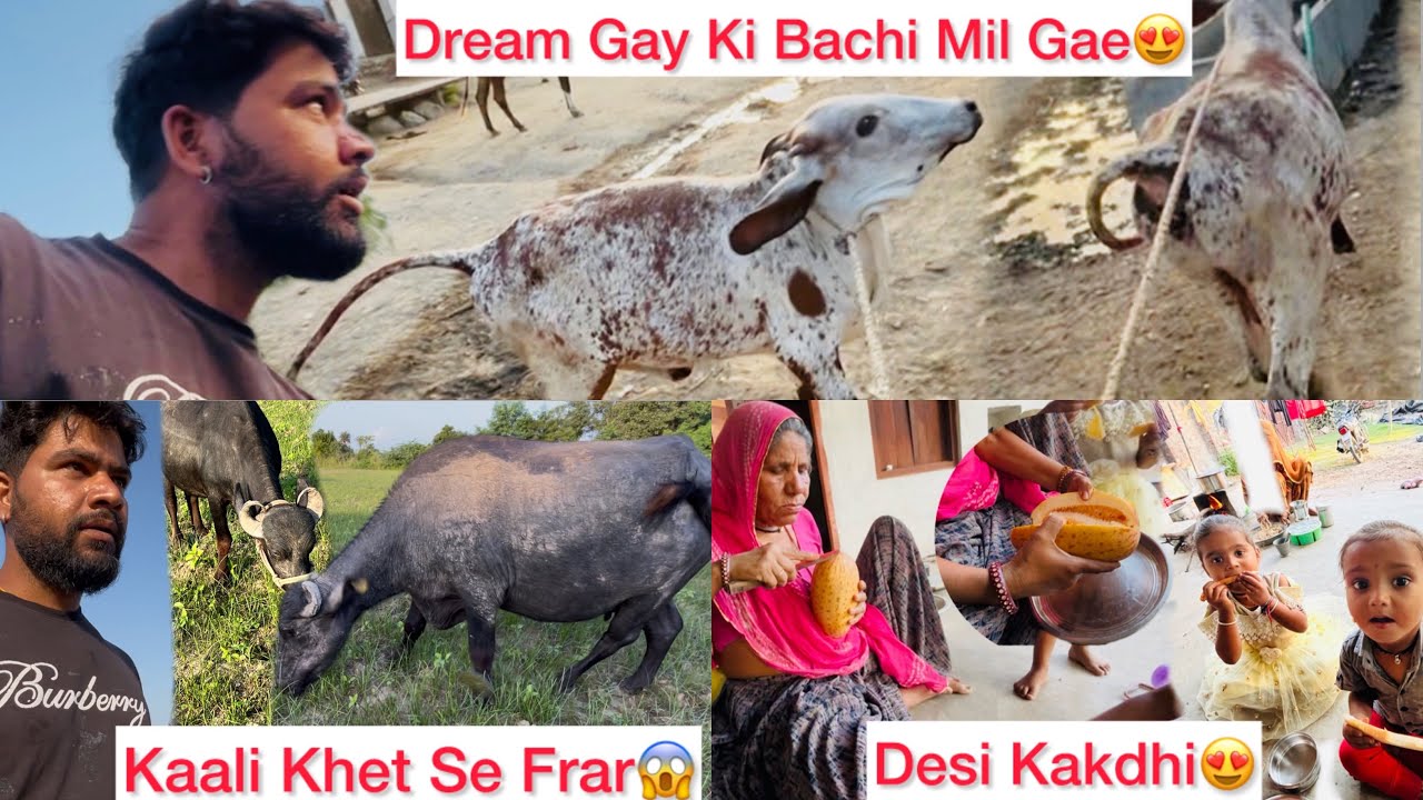 DreemGay Ki Bachi Milgae😍Kaali Khet Se Bhag Gae😱Desi Kakdhi Khali