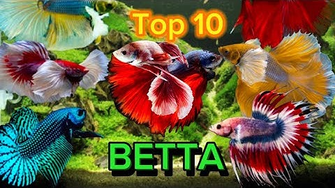 Top 10  dòng cá betta đẹp nhất thế giới Top 10 most beautiful betta fish lines in the world